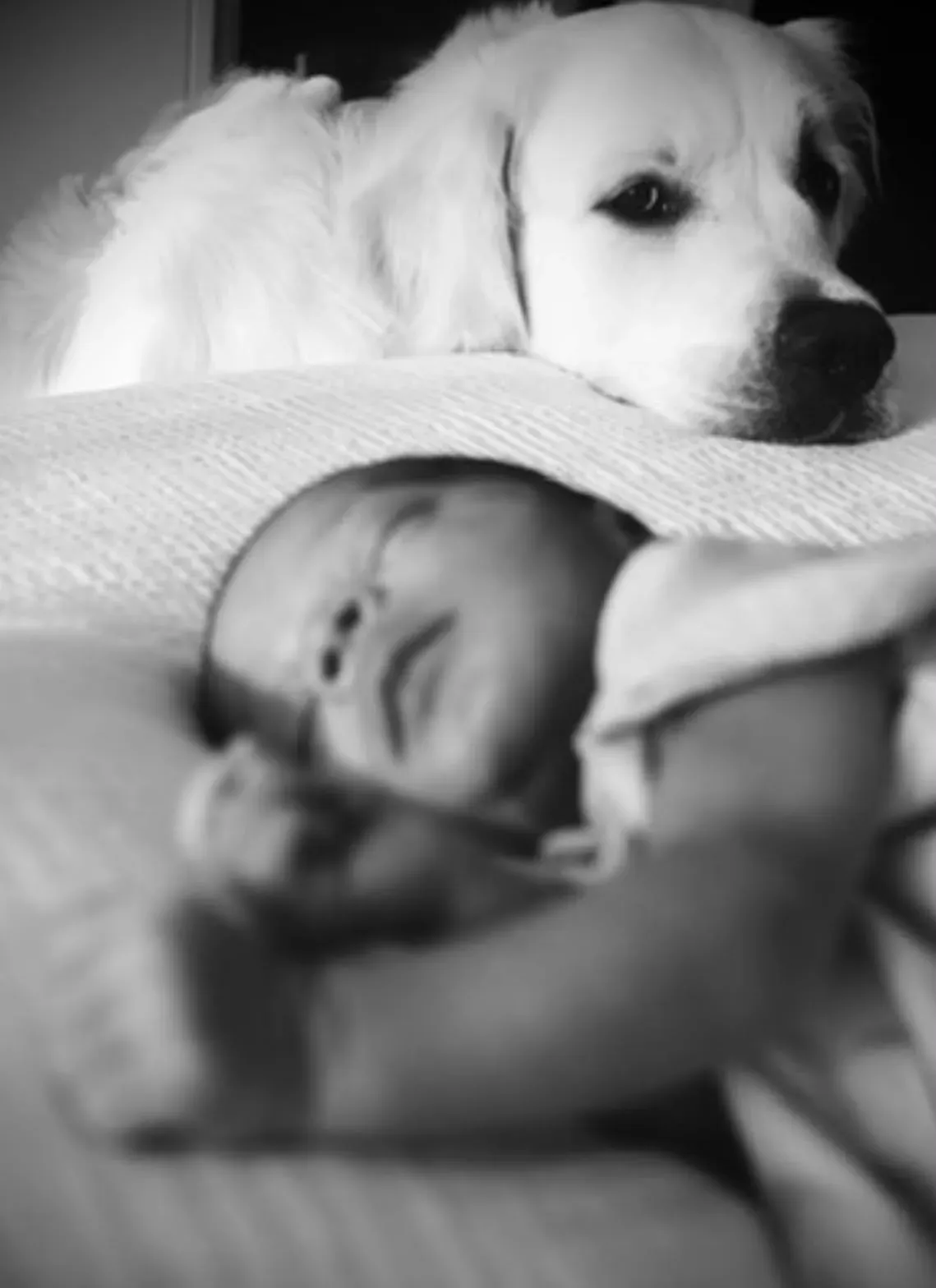 Le chien de la famille veillant sur le bébé endormi